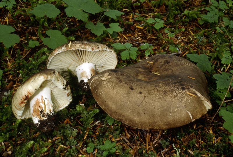 Russula nigricans